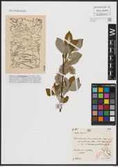 Foto von Salix caprea L.